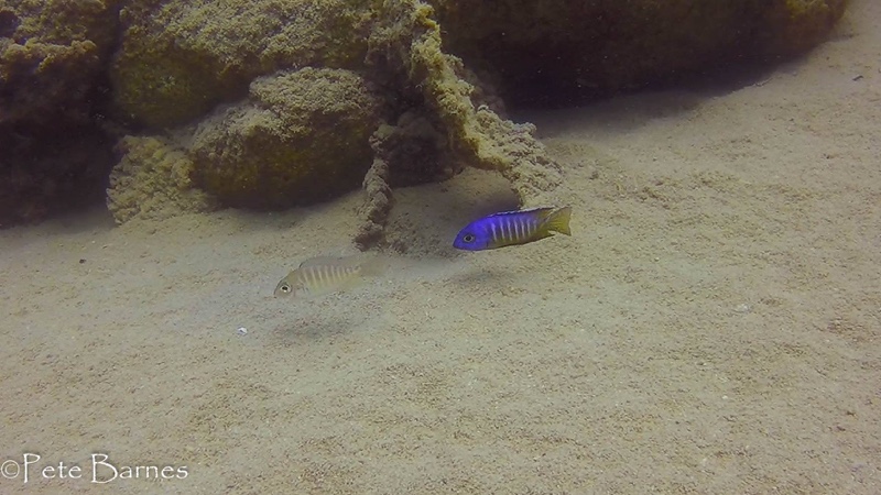 Aulonocara hueseri 'Mbamba Islands'